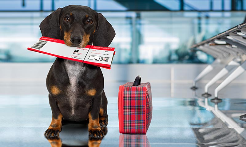 Viajar con Mascotas de Estados Unidos a Argentina: