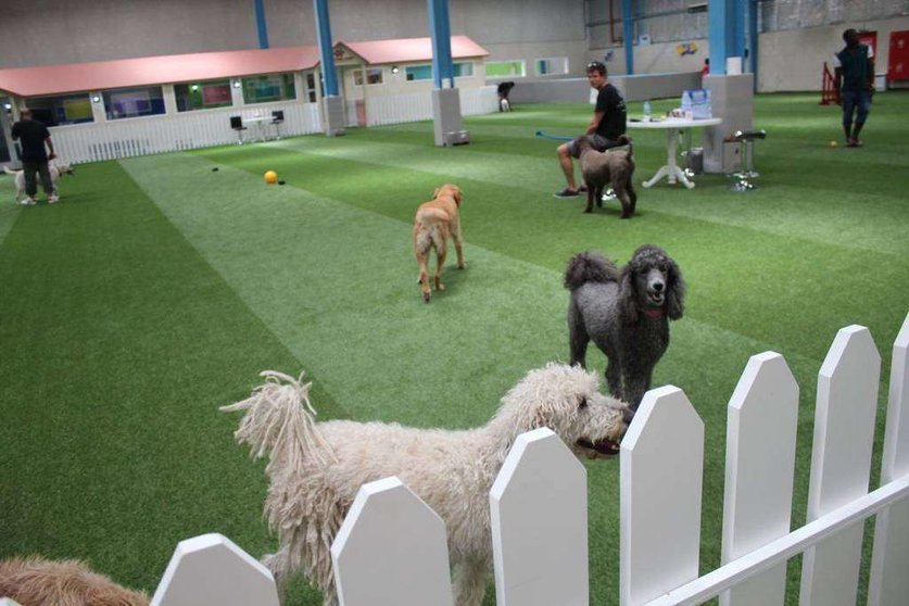 Mejores guarderías para mascotas en Buenos Aires para viajar con tranquilidad