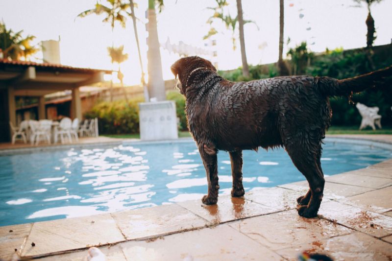 Cuatro excelentes hoteles pet-friendly cerca de la ciudad