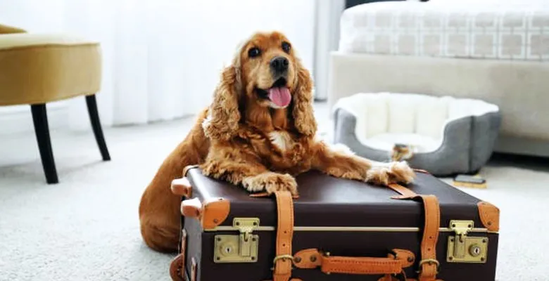 Viajar con Mascotas en Argentina: Descubre los Mejores Hoteles Pet Friendly del País